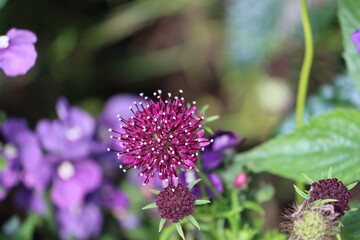 Scabiosa atropurpurea (syn. Sixalix atropurpurea), the mourningbride, mournful widow, pincushion...