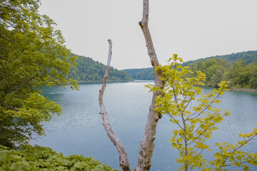 Uschnięte drzewo na tle lasu i pięknego jeziora w Plitvickim Parku Narodowym.