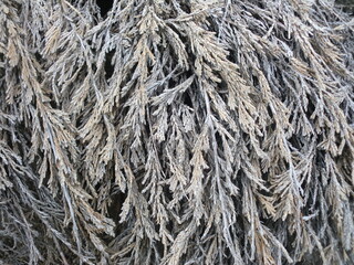 翌桧の乾燥した枯れ枝と葉