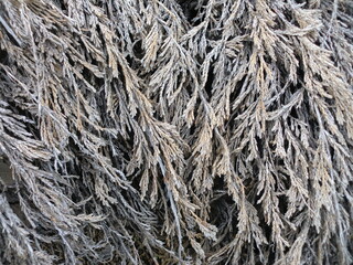 翌桧の乾燥した枯れ枝と葉