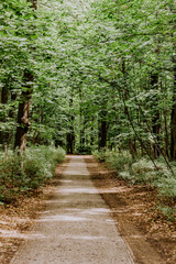 Idillischer wanderweg in Grünau zwischen Bäumen und Sträuchern