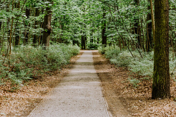 Fototapeta na wymiar Idilischer wanderweg in Grünau zwischen Bäumen und Sträuchern