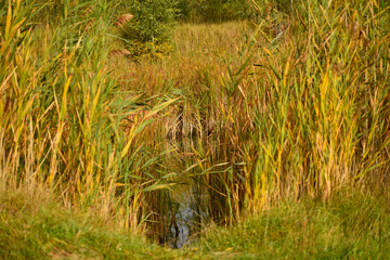 A lake whose shores are overgrown with reeds.