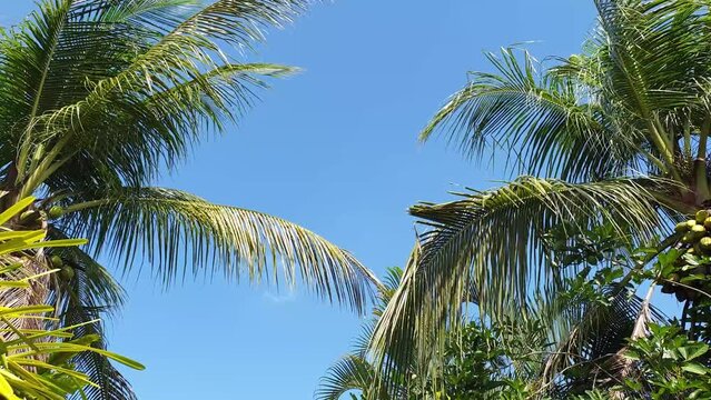 Coconut Leaves. Coconut leaves waving in the wind when the sun is bright with a blue sky.