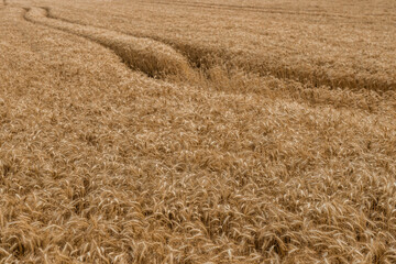 The backdrop of ripening ears of the yellow wheat field.Rich harvest Concept. Wheat field with ears of golden wheat close up. Beautiful Agricultural Field Sunset Landscape.
