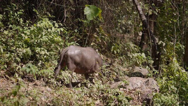 Bubalus bubalis daytime strolling through a forest in Thailand