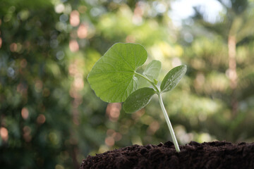 Luffa acutangula sprout plant growing