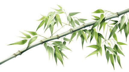 Bamboo in Watercolor Isolated on Transparent Background. Generative AI