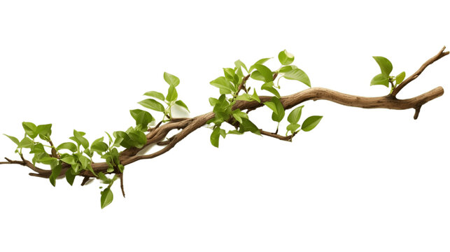 Twisted Jungle Branch with Growing Plant Isolated on Transparent Background. Generative AI