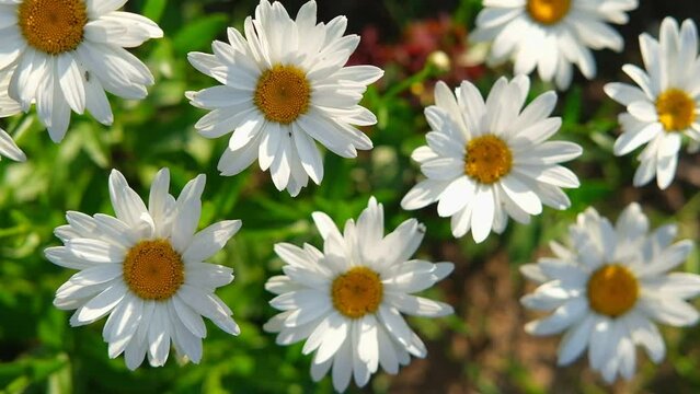 Pharmaceutical camomile. Matricaria chamomilla blooming. Chamomiles. Beautiful nature scene with fresh medical chamomille flower heads. Daisy flowers. Natural floral background. HD video top view