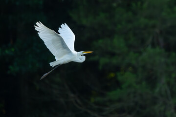 Great egret in flight