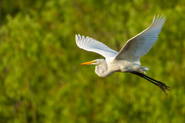 Great egret in flight