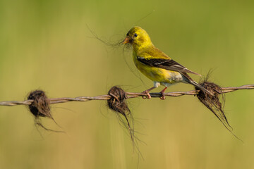Goldfinch perched on barbed wire with cow hair