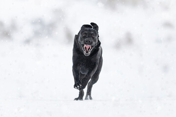 Labrador negro corriendo por la nieve