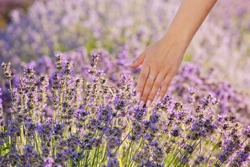 Woman's hand touching lavender. Close-up.