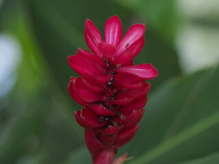 Plants red ginger flower close-up in nature garden.
There are ants crawling in the inflorescence.