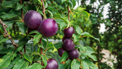 Purple prunes harvest. Violet sweet berries on plum tree branch. selective focus. Agriculture Harversting background