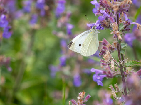 cabbage butterfly on a flower