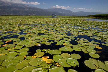 Turkey - Denizli - Lotus flowers blooming in Işıklı lake.