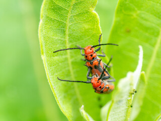 red milkweed beetle (Tetraopes tetrophthalmus) mating on a milkweed leaf