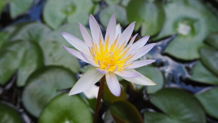 white lotuse in garden