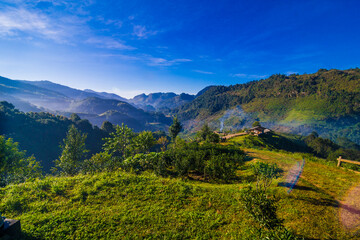 Strawberry plantation field on mountain hill morning sunrise with fog