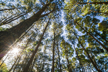 Mountain pine tree forest look up view sunny light