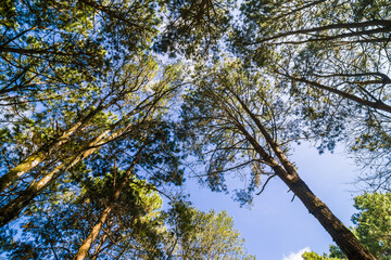 Fototapeta premium Mountain pine tree forest look up view sunny light