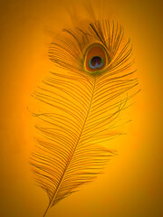 Obraz premium plume de paon sur fond orange