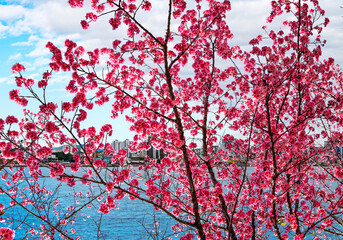 Flowering cherry tree with landscape in the background.