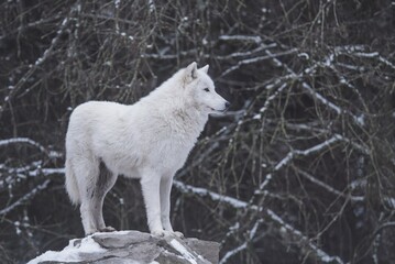 Obraz premium white wolf in snow