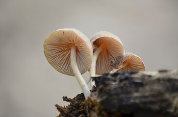 Mushrooms on Rotten Log