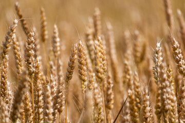 Ears of wheat in a cereal field in summer, stem and grain