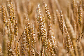 Ears of wheat in a cereal field in summer, stem and grain