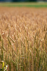 Ears of wheat in a cereal field in summer, stem and grain