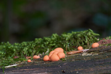 Inedible mushroom Lycogala epidendrum on the wood. Known as wolf's milk or groening's slime. Wild red mushrooms in the birch forest.