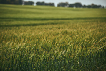 rural setting reflects the connection between nature and agriculture. green field stretches into the distance, forming the backdrop of the photo. vibrant green field in spring