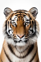Portrait of a tiger's head, close-up, looking at the camera, isolated on a white background