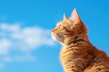 A red cute cat sits against a blue sky. Side view. Place for text.