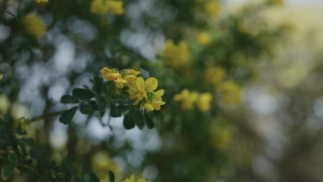 Slow motion of coronilla flowers closeup in spring