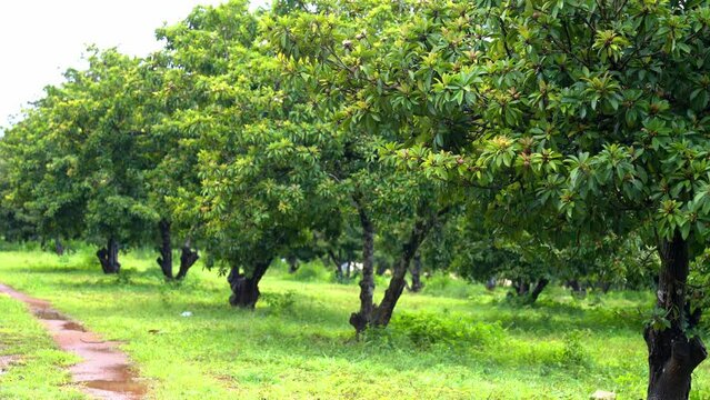 chiku tree farm sapodilla farm. Healthy and organic farm food concept.