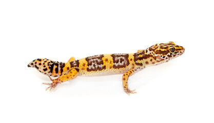Lizard Eublefar on a white background. Exotic animal as a pet.