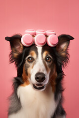 Dog in curlers. Grooming spa salon concept. Generative AI