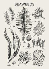 Edible seaweed poster design. Hand-drawn underwater algae - kelp, kombu, wakame, hijiki sketches. Asian cuisine, plant-based food, healthy food ingredients, seafood restaurant menu, wall art, print © sketched-graphics