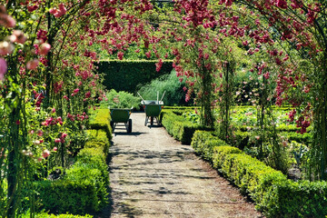 Wheelbarrows on a footpath with tunnel of flowering roses in a formal garden with box hedges. Park of Menkemaborg, Uithuizen, province of Groningen, the Netherlands
 - obrazy, fototapety, plakaty