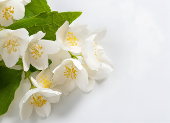panoramic shot of jasmine flowers on white surface- ai generative