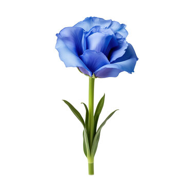 The flower of the eustoma is blue