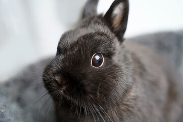 Small black rabbit close-up. Rabbit Eye