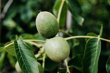 Two green walnuts growing on a walnut tree in summer