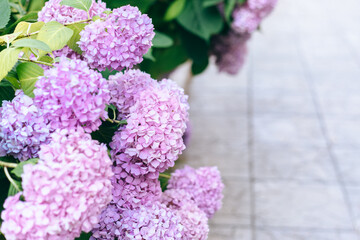 Hydrangea bush with pink,Blue and lilac flowers